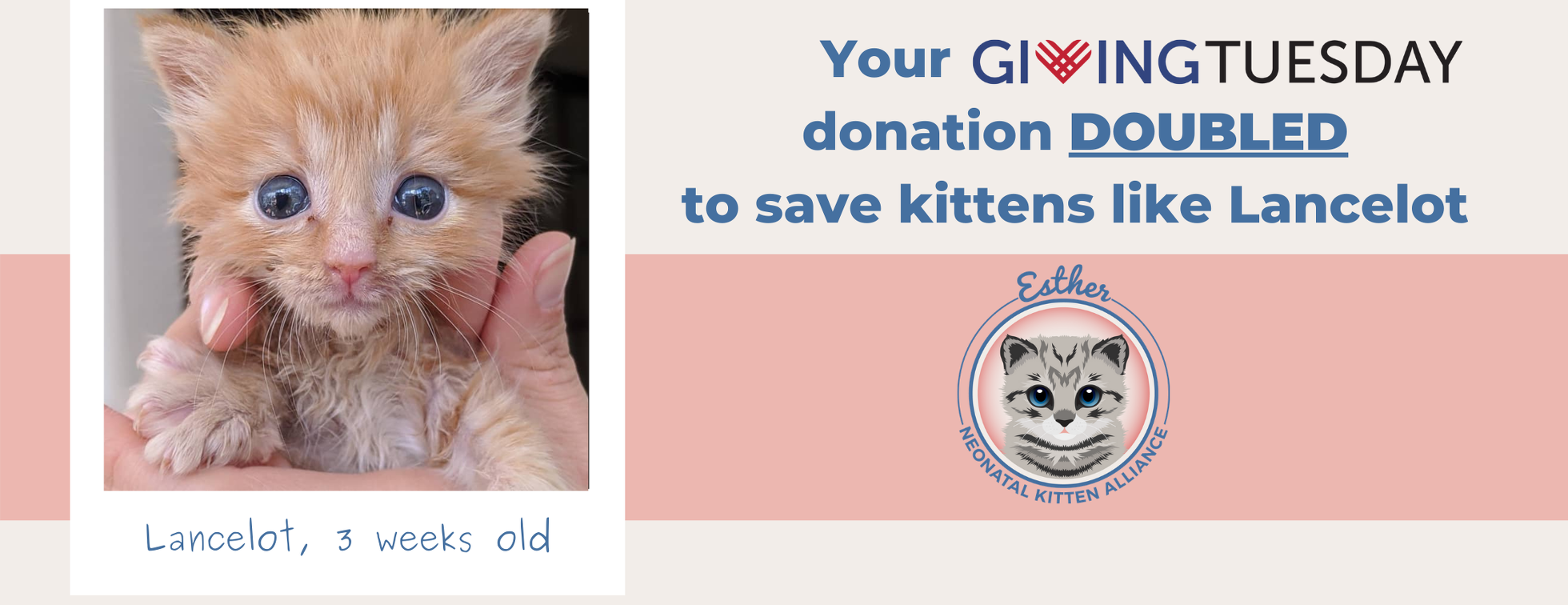 Giving Tuesday 2020 - Esther Neonatal Kitten Alliance